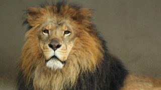 ボビー・オロゴンは変な日本語でとぼけたキャラとは別の投資家